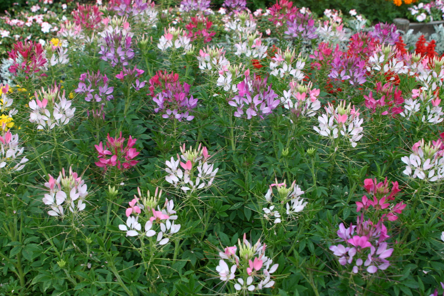Cleome spinosa